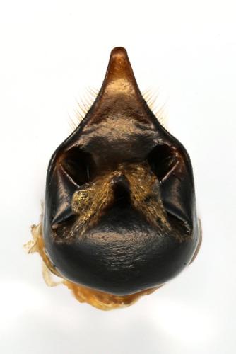 Réf. 308 911 : Cryptocephalus aureolus